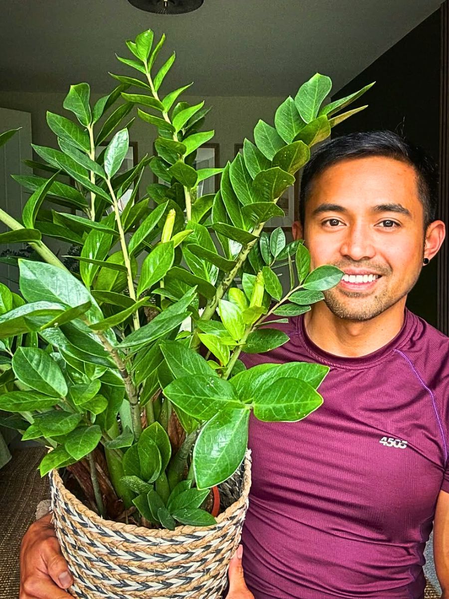 Zamioculcas Zamiifolia Plant Also Called the Emerald Palm Zamioculcas Zamiifolia Plant Also Called the Emerald Palm