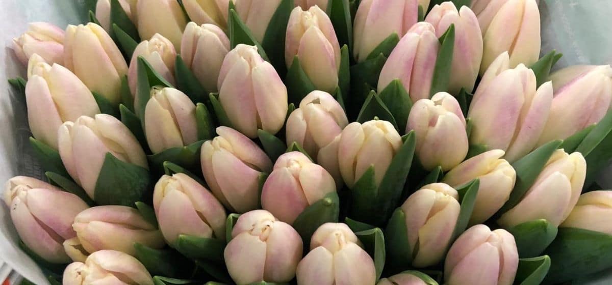 Tulipa Ghost - Cut Flowers - on Thursd for Peter's weekly Menu