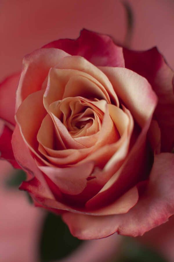 Decofresh Bogart rose blog on Thursd