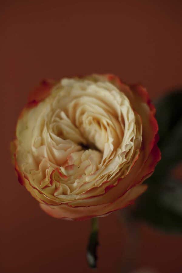 Decofresh Karma rose blog on Thursd
