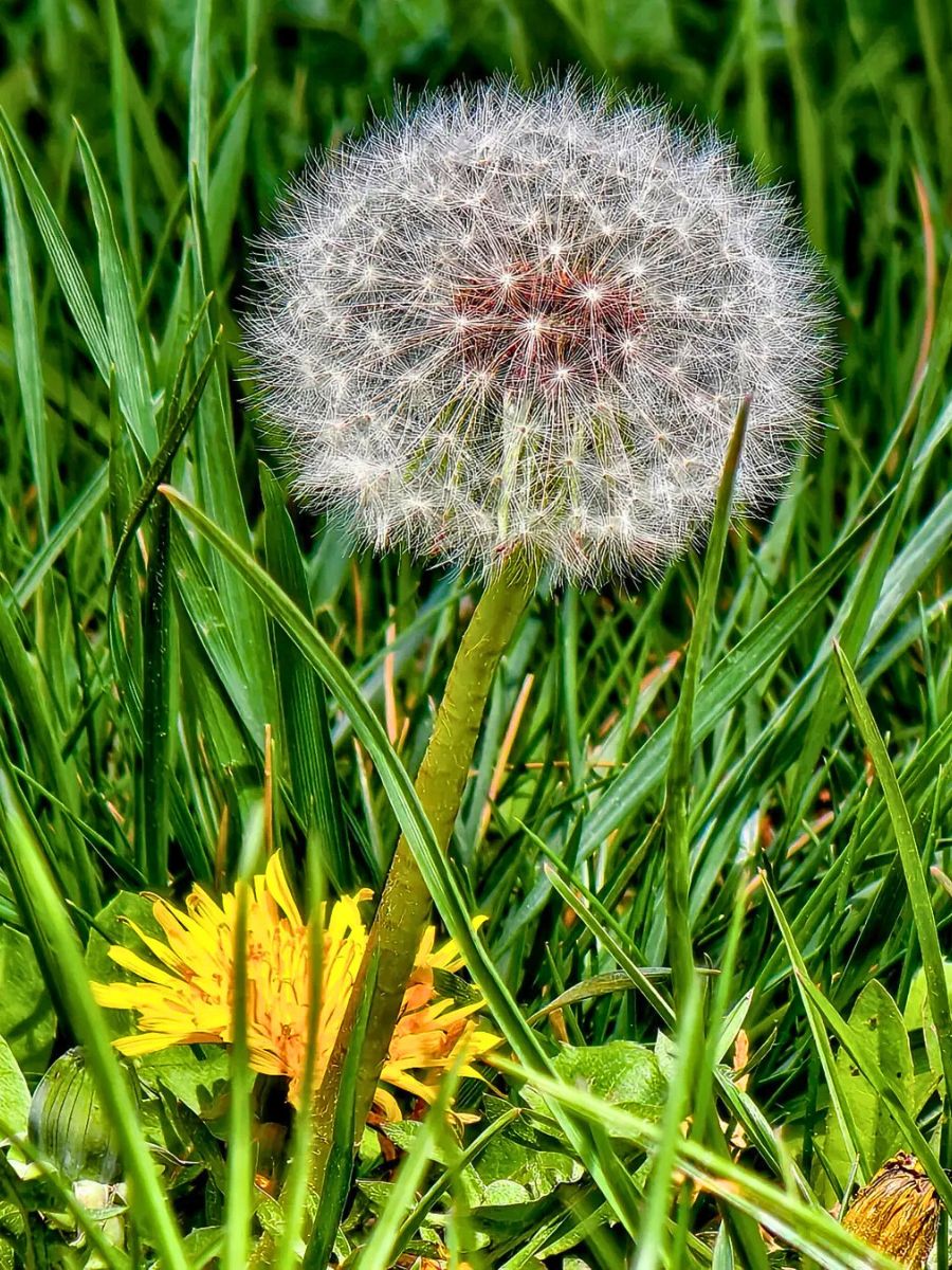 dandelion flower dandelion flower