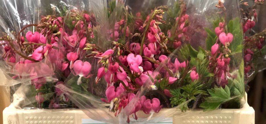 Peter's weekly Menu 14 - Dicentra Spectabilis - Cut Flowers - on Thursd for Peter's weekly M