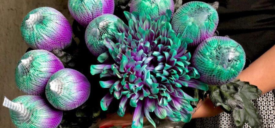 Enhanced Antonov Chrysanthemum - Alina Neacsa - on Thursd