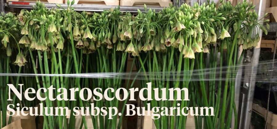 Peter's weekly Menu 16 - Nectaroscordum - CW vd Berg & Zonen - Cut Flowers - on Thursd