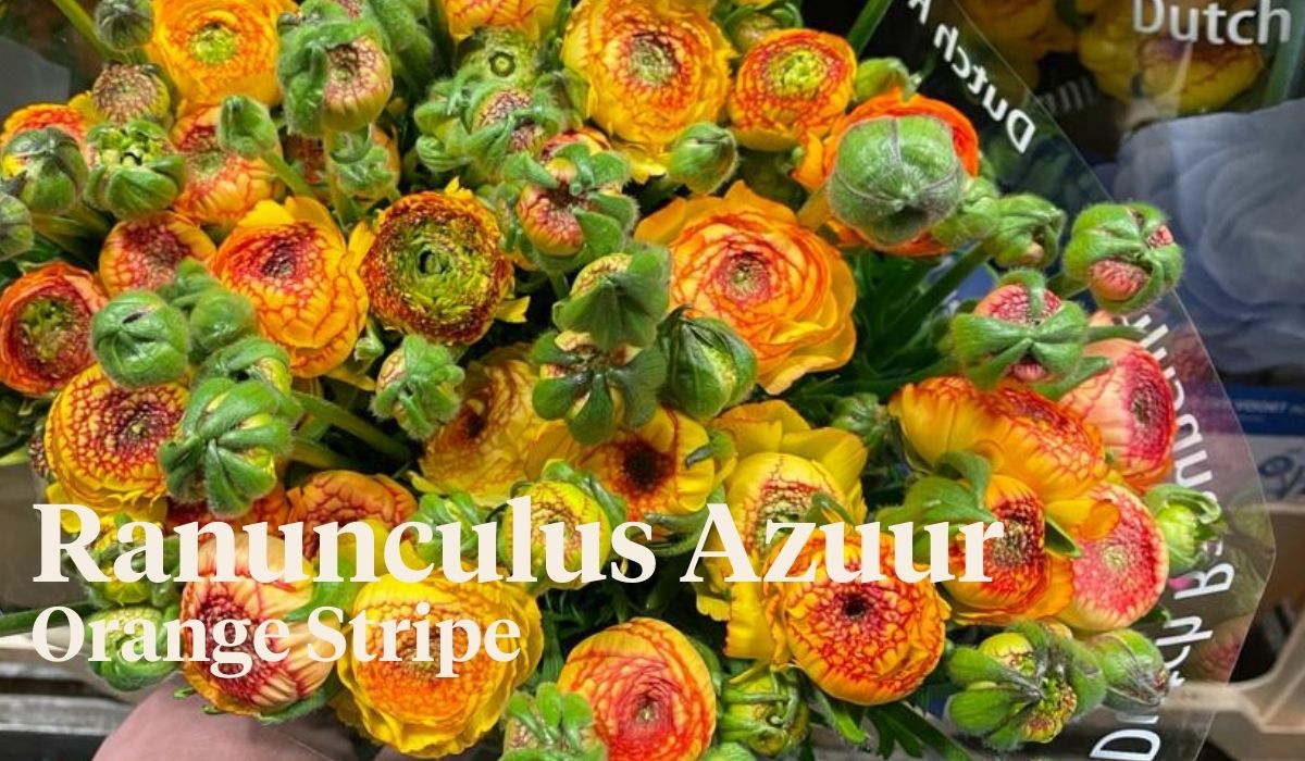 Peter van Delft weekly Menu - Ranunculus Azuur Orange Stripe - Peter van der Voort Almere