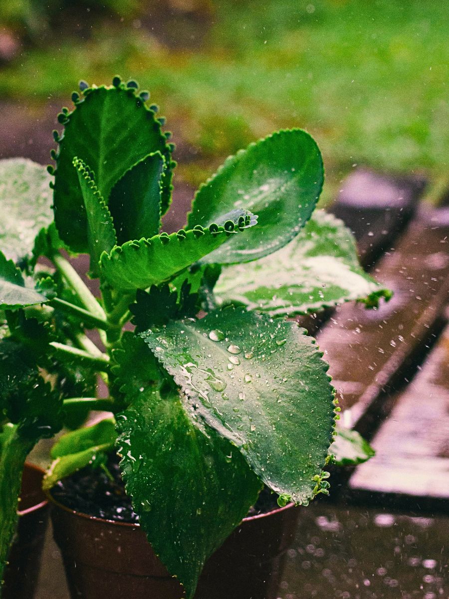 Potted plants Why Plants Panic When It Rains