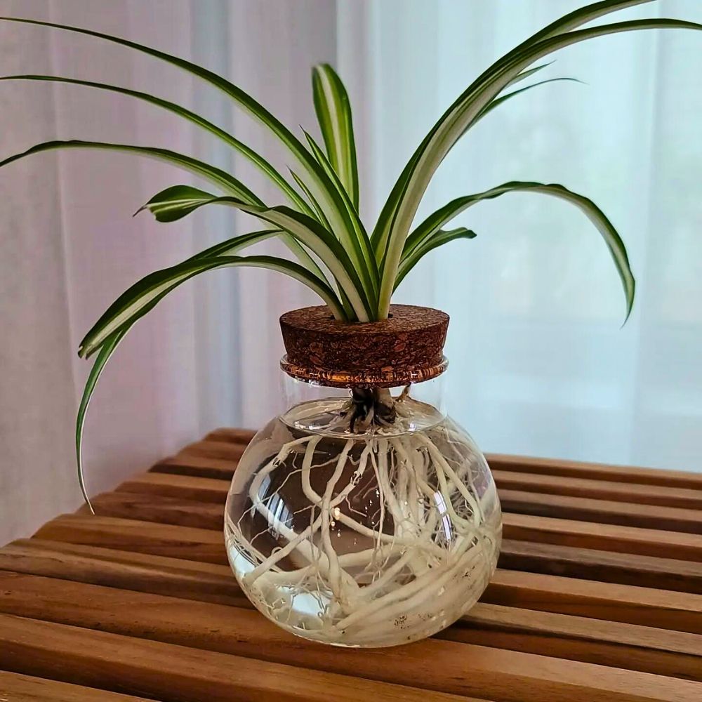 Spider plant the roots of the plant growing via hydroponic system - Spider plant grown using hydroponic gardening