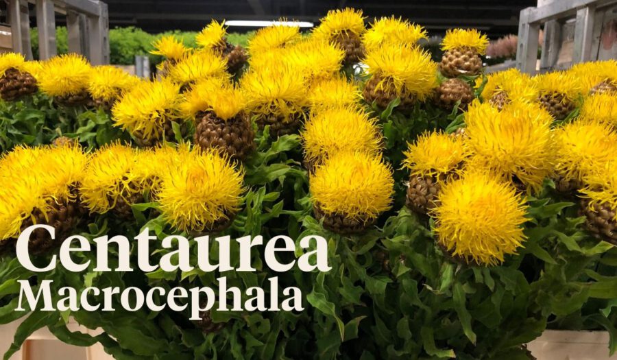Peter's weekly Menu 23 - Centaurea Macrocephala - on Thursd