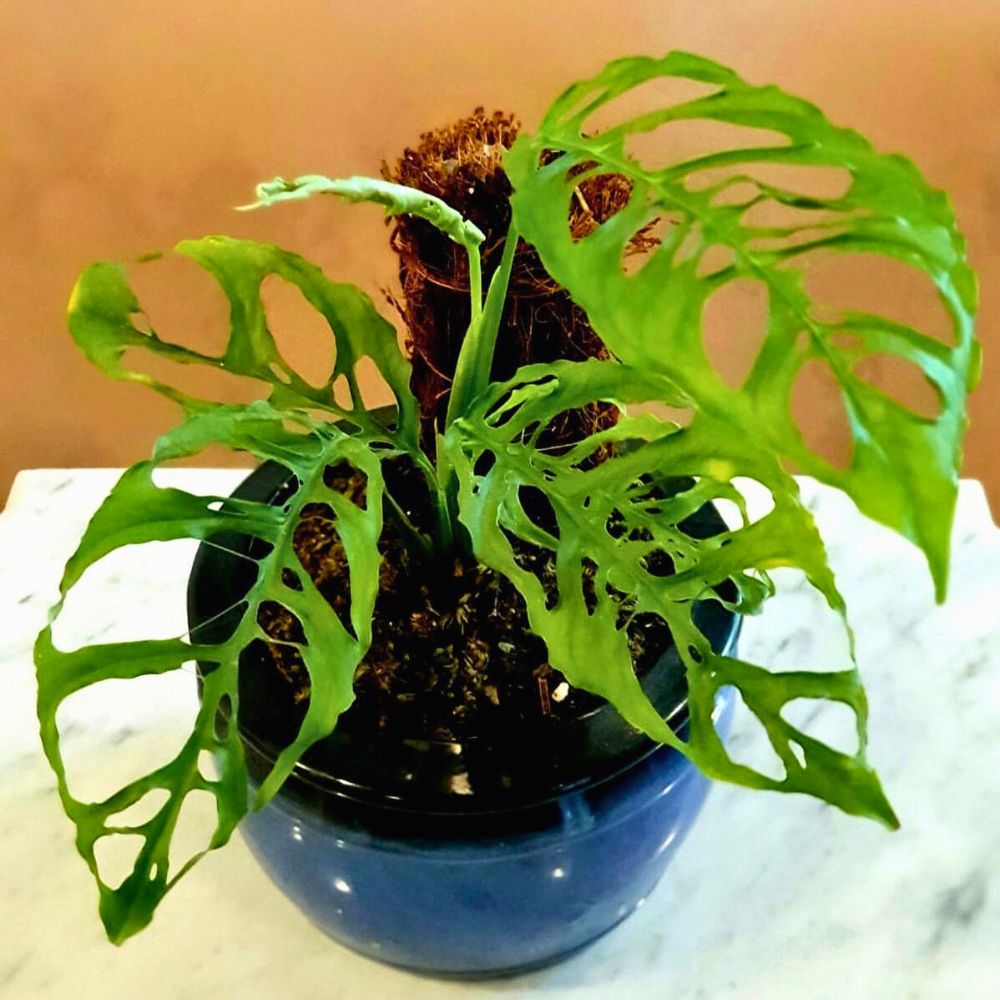 Monstera Obliqua Monstera Obliqua