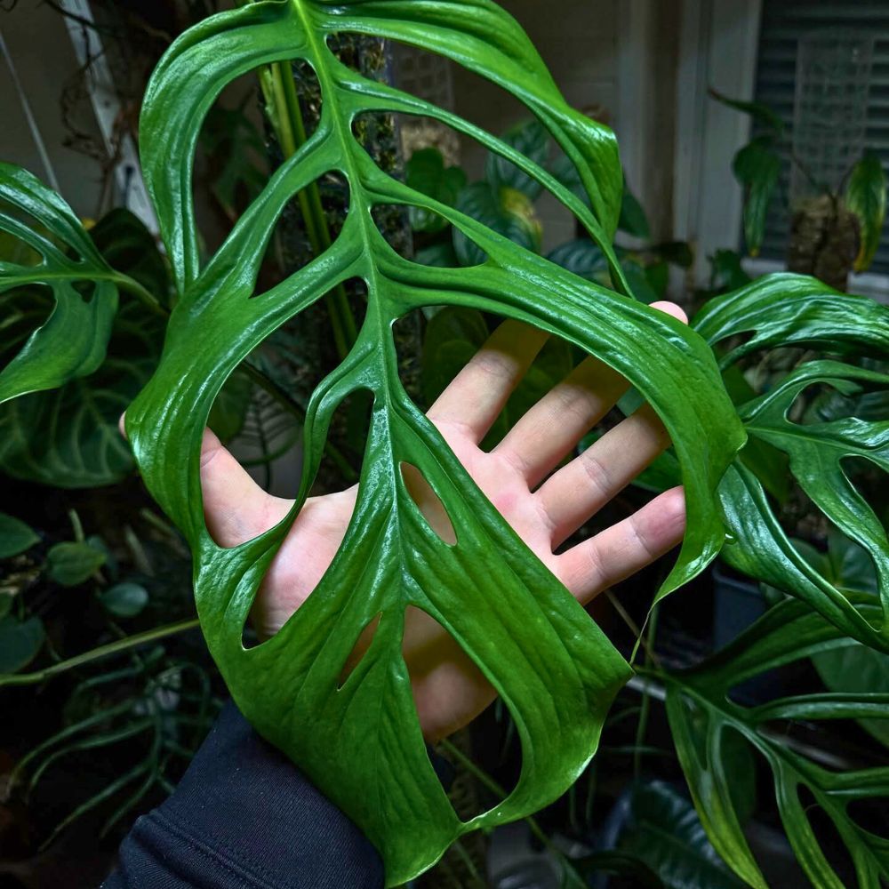 Monstera Obliqua beautiful foliage Monstera Obliqua