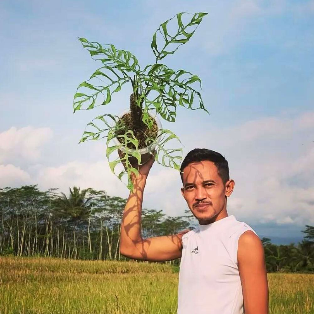 A man smiles while holding Monstera Obliqua Monstera Obliqua