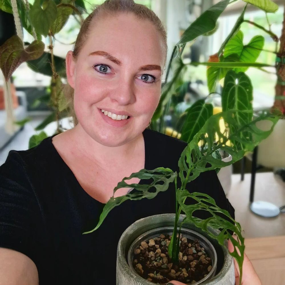Monstera Obliqua with the positive energy Monstera Obliqua