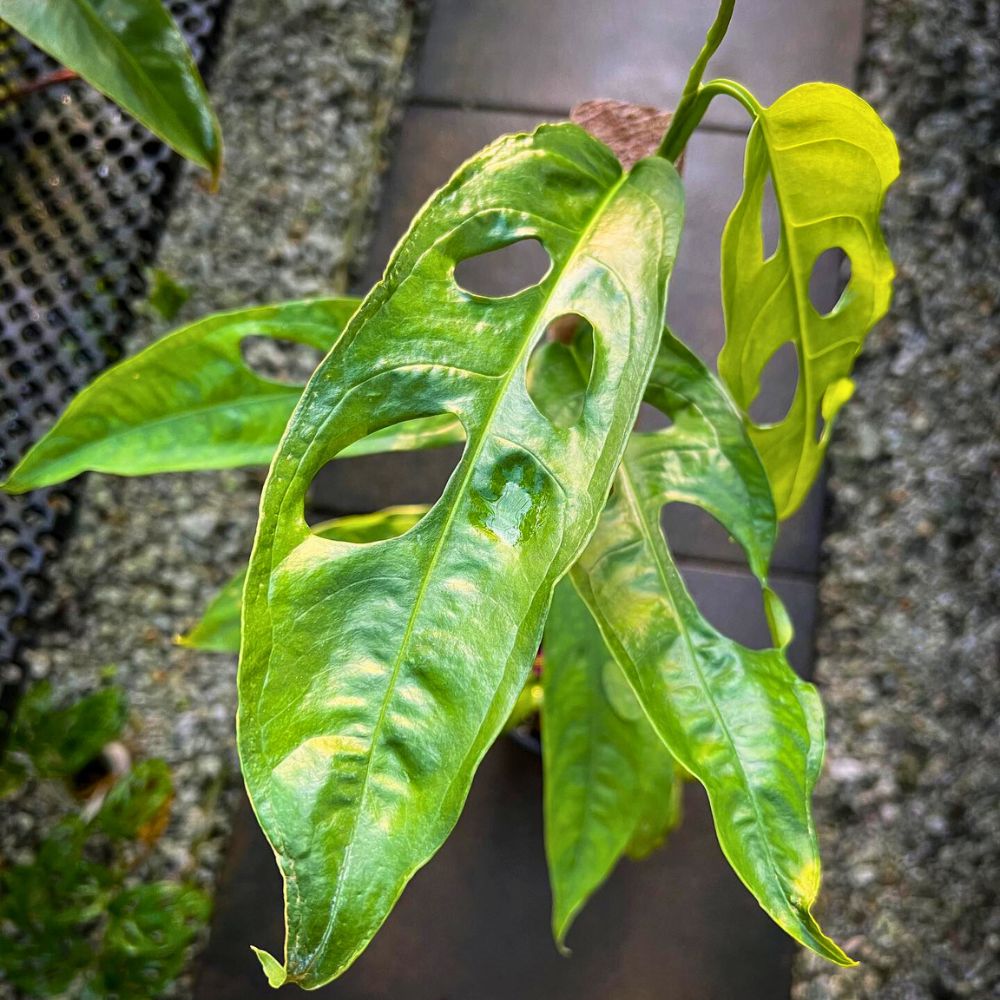 Monstera Obliqua Amazonas Monstera Obliqua Amazonas