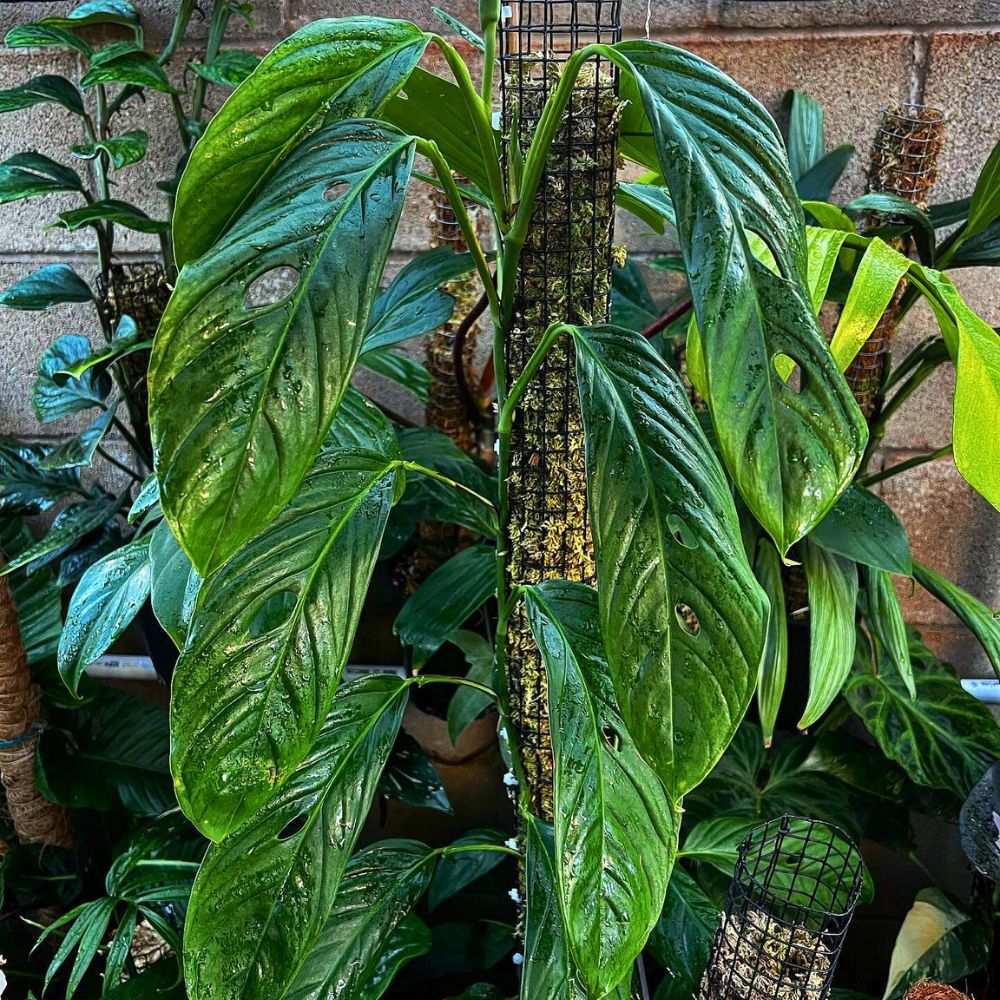 Monstera Obliqua Bolivia Monstera Obliqua Bolivia