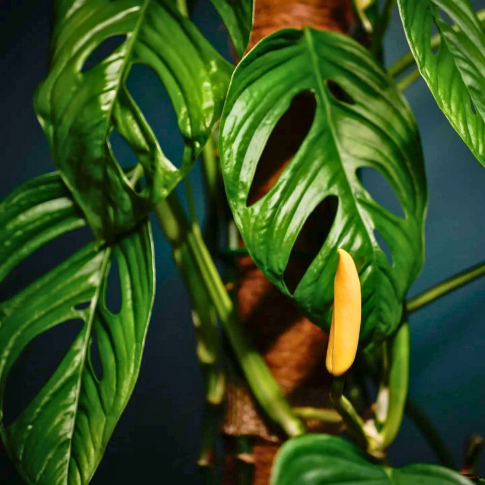 Monstera Obliqua cf Pangui Monstera Obliqua cf Pangui