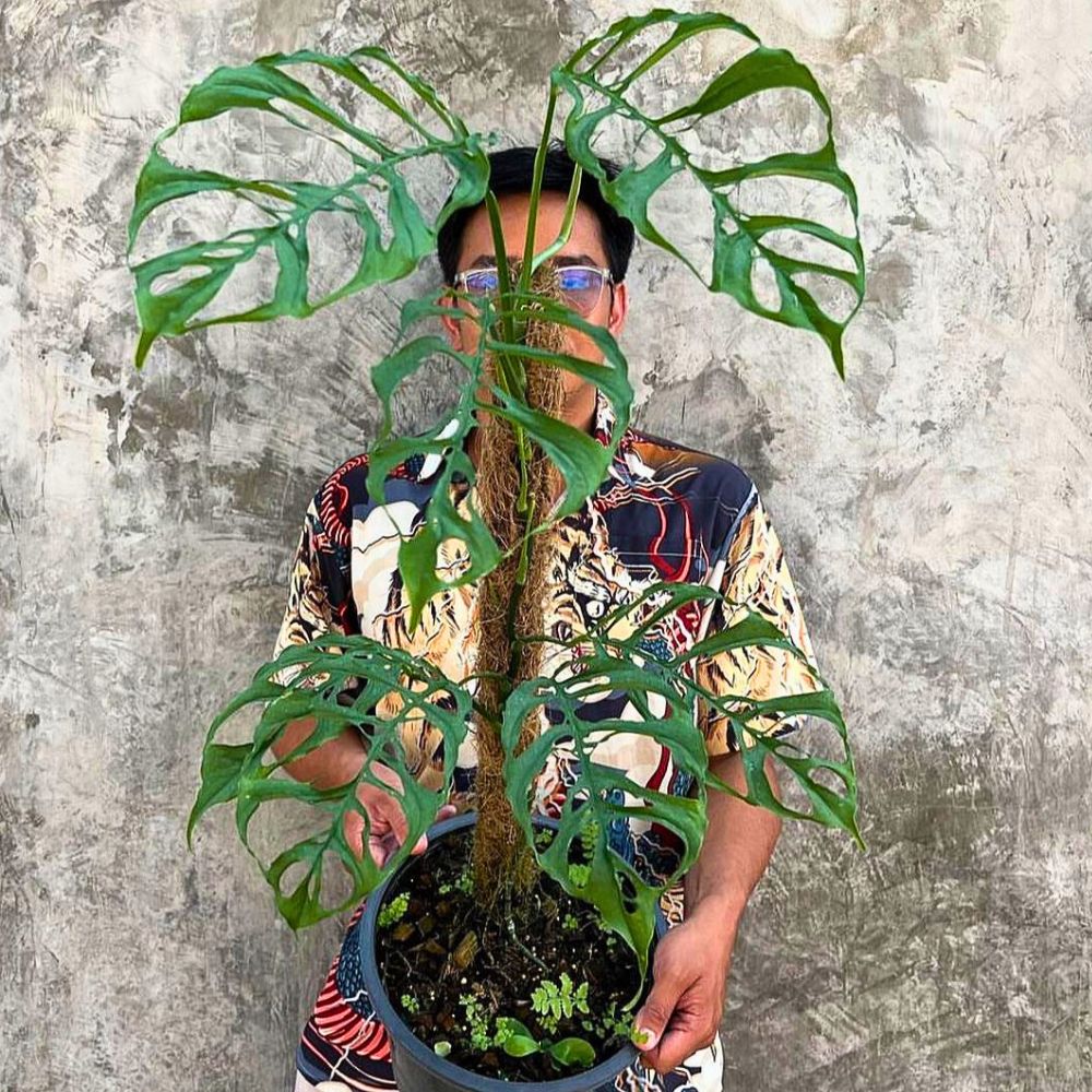 The beauty of Monstera Obliqua Peru Monstera Obliqua
