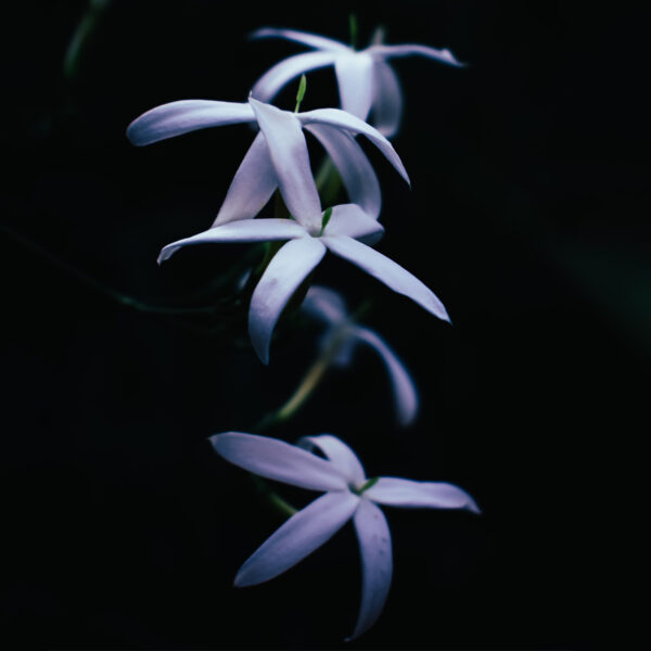 Jasmine Yuthika Jasmine Yuthika - Symbolism of Indian Flowers