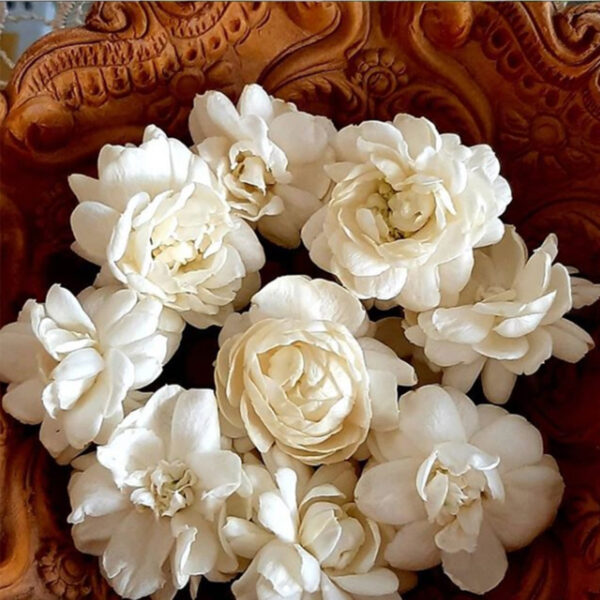 Jasmine Sambac, a.k.a. Beli - Symbolism of Indian Flowers