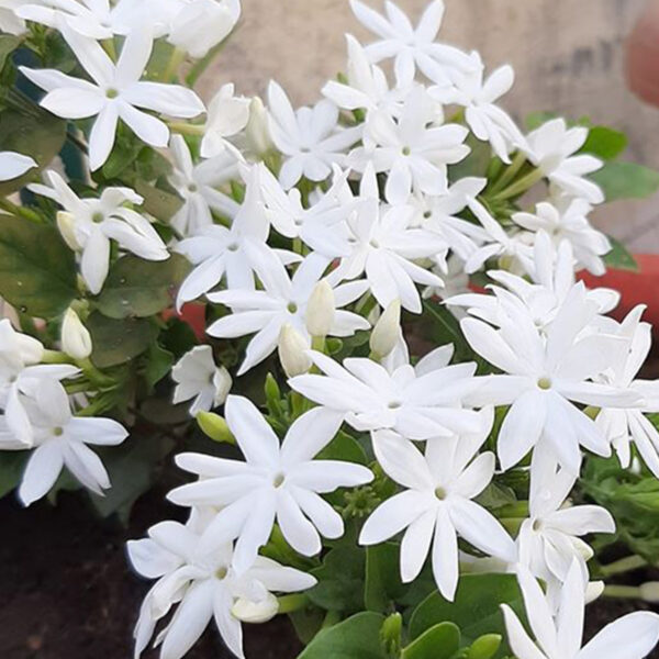 Jasmine Chameli - Symbolism of Indian Flowers