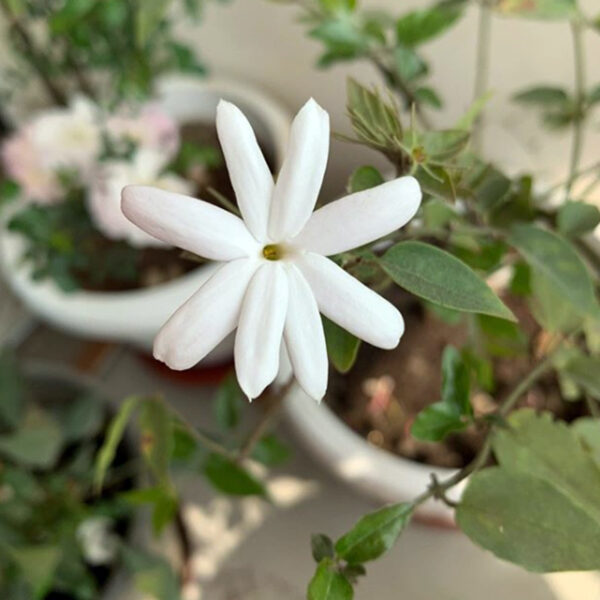 Jasmine Juhi Jasmine Juhi - Symbolism of Indian Flowers