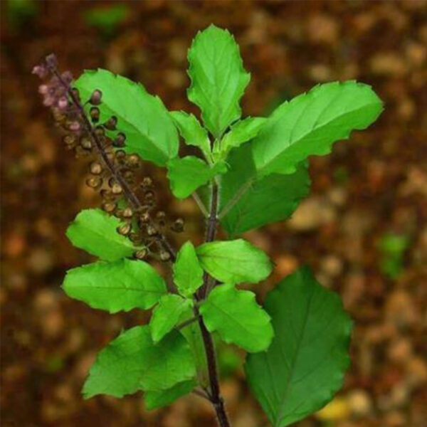 Ocimum Ocimum - Symbolism of Indian Flowers