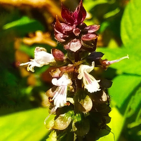 Ocimum Inflorescens Ocimum Inflorescens - Symbolism of Indian Flowers