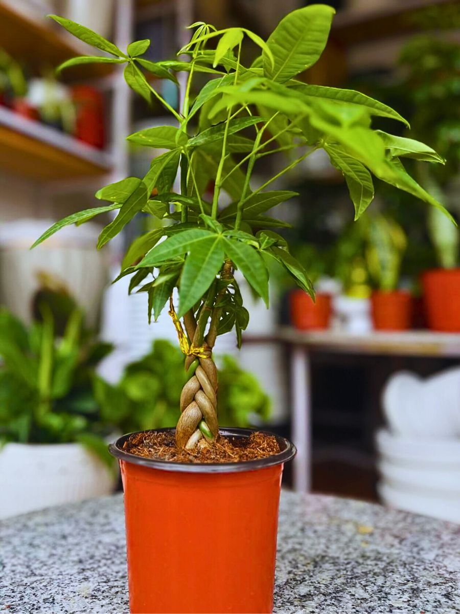 Pachira aquatica beautiful and tidy money tree houseplants