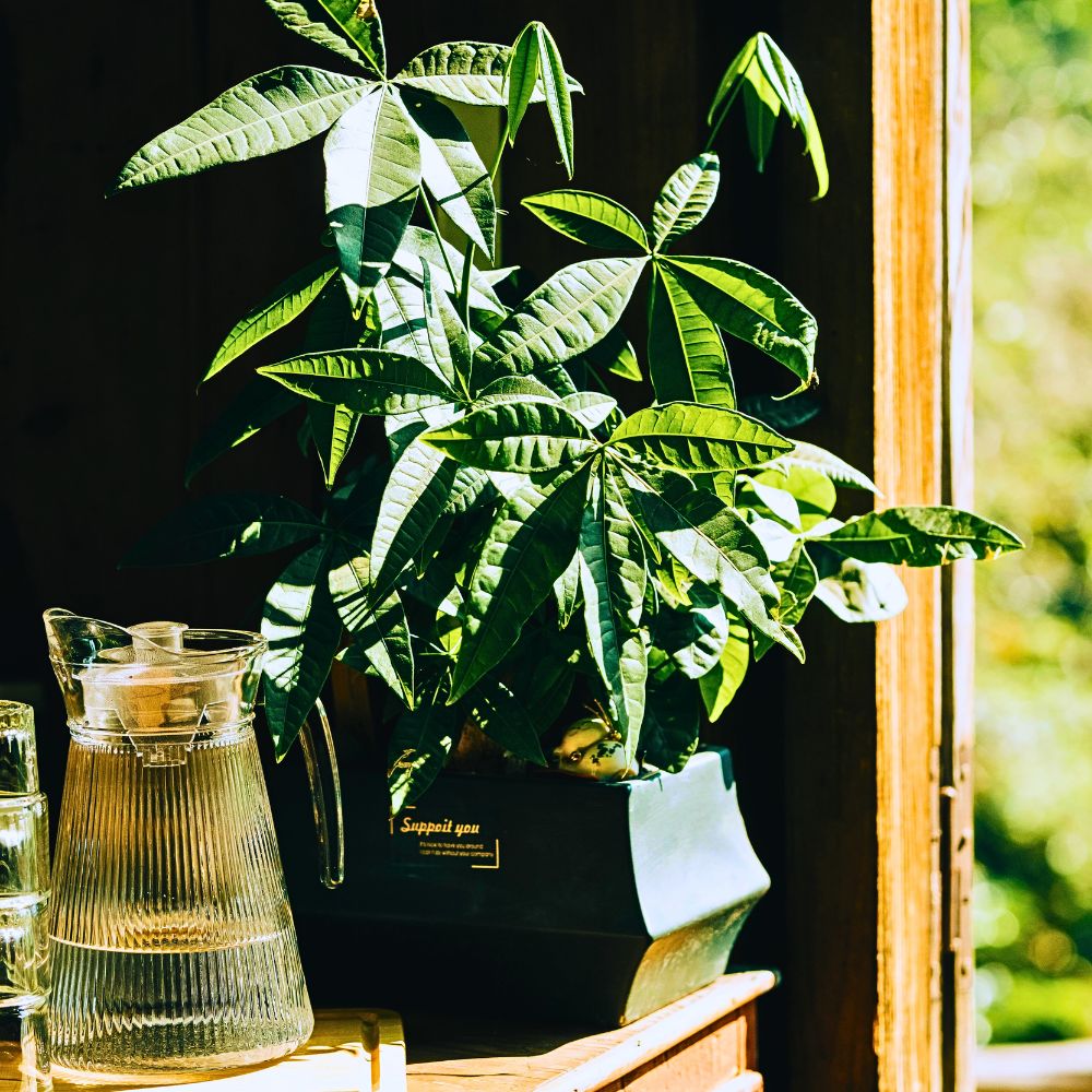 Money tree indoors money tree is considered non-toxic and pet-friendly for dogs and cats