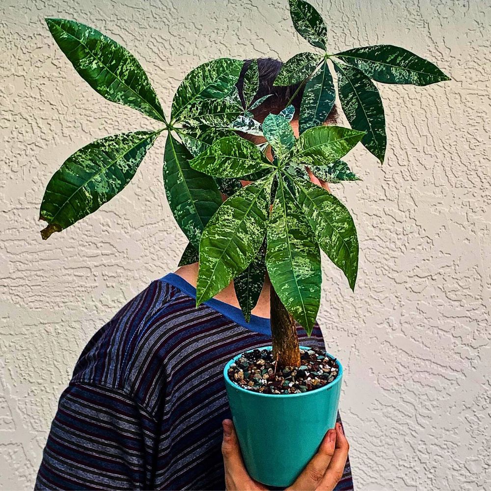 Variegated money tree variegation in money tree leaves