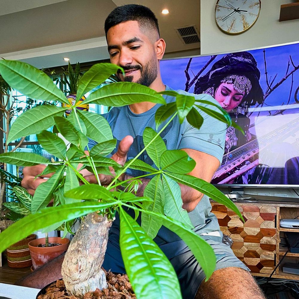 Money tree plant money tree is known for its exceptional stem shape and foliage and comes under easy care plant list