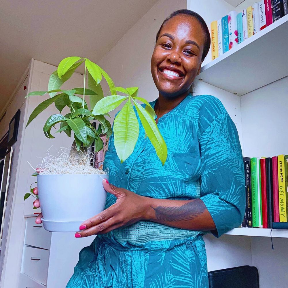 Money tree plant money tree carries good feng shui prominence