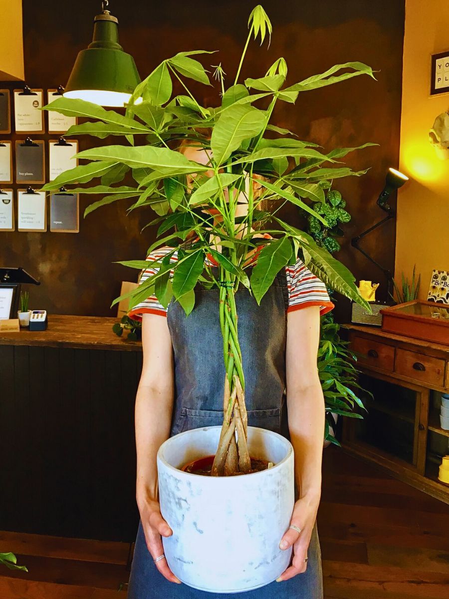 Money tree a person exhibiting the braided stems of Money tree