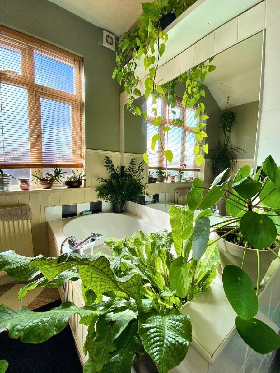 Turn your bathroom into a greenery hub Best Bathroom Plants