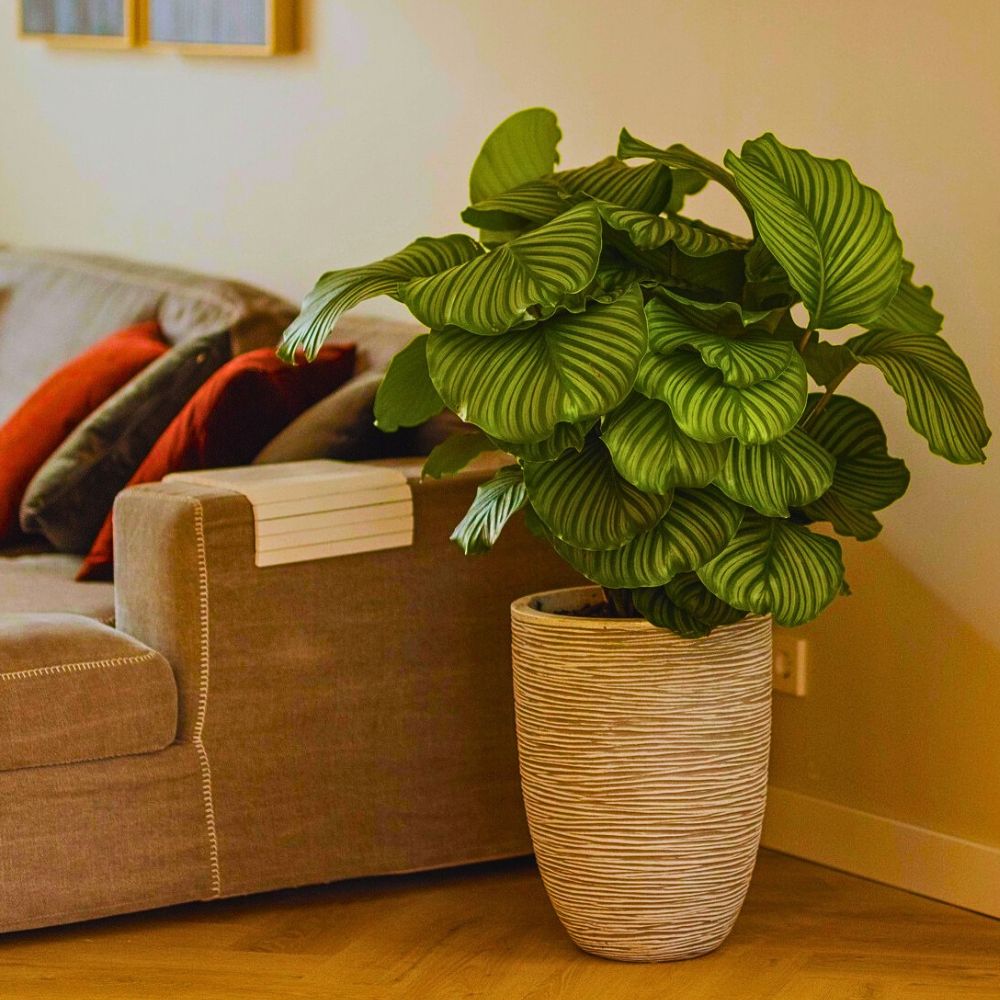 Calathea orbifolia Calathea orbifolia