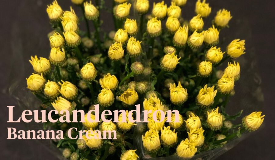 Peter's weekly Menu 27 - Leucandendron Banana Cream -