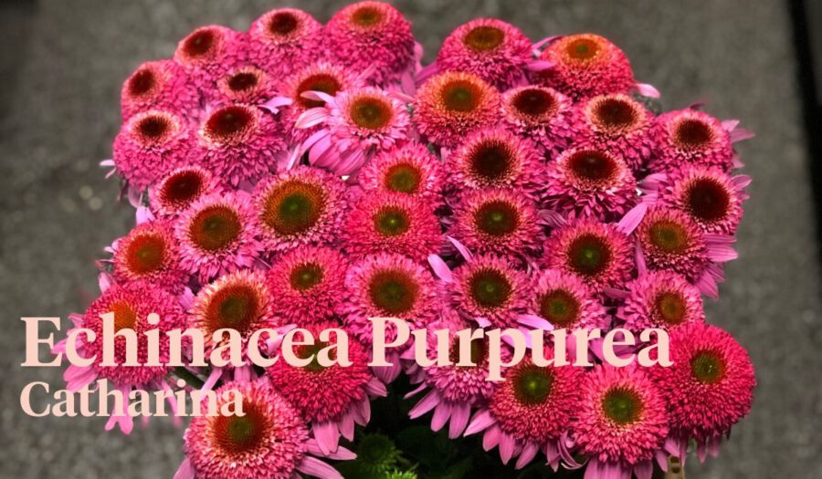 Peter's weekly Menu 27 - Echinacea Purpurea Catharina - On Thursd.
