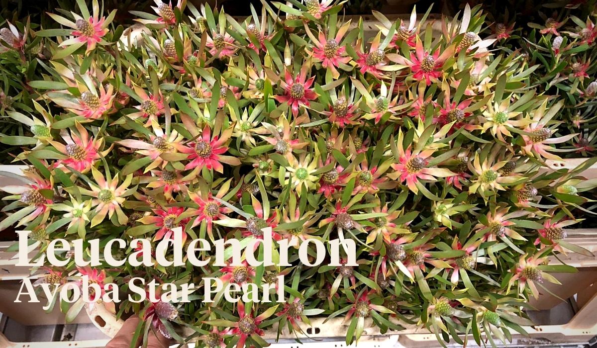 Peter van Delft weekly Menu 45 - Leucadendron Ayoba Star Pearl