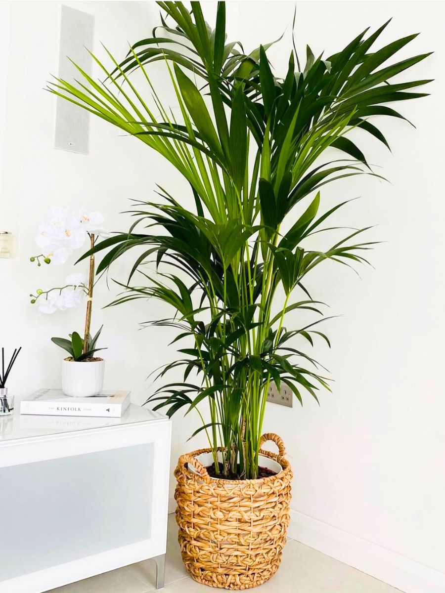 Kentia Palm in a living room Kentia Palm in a living room