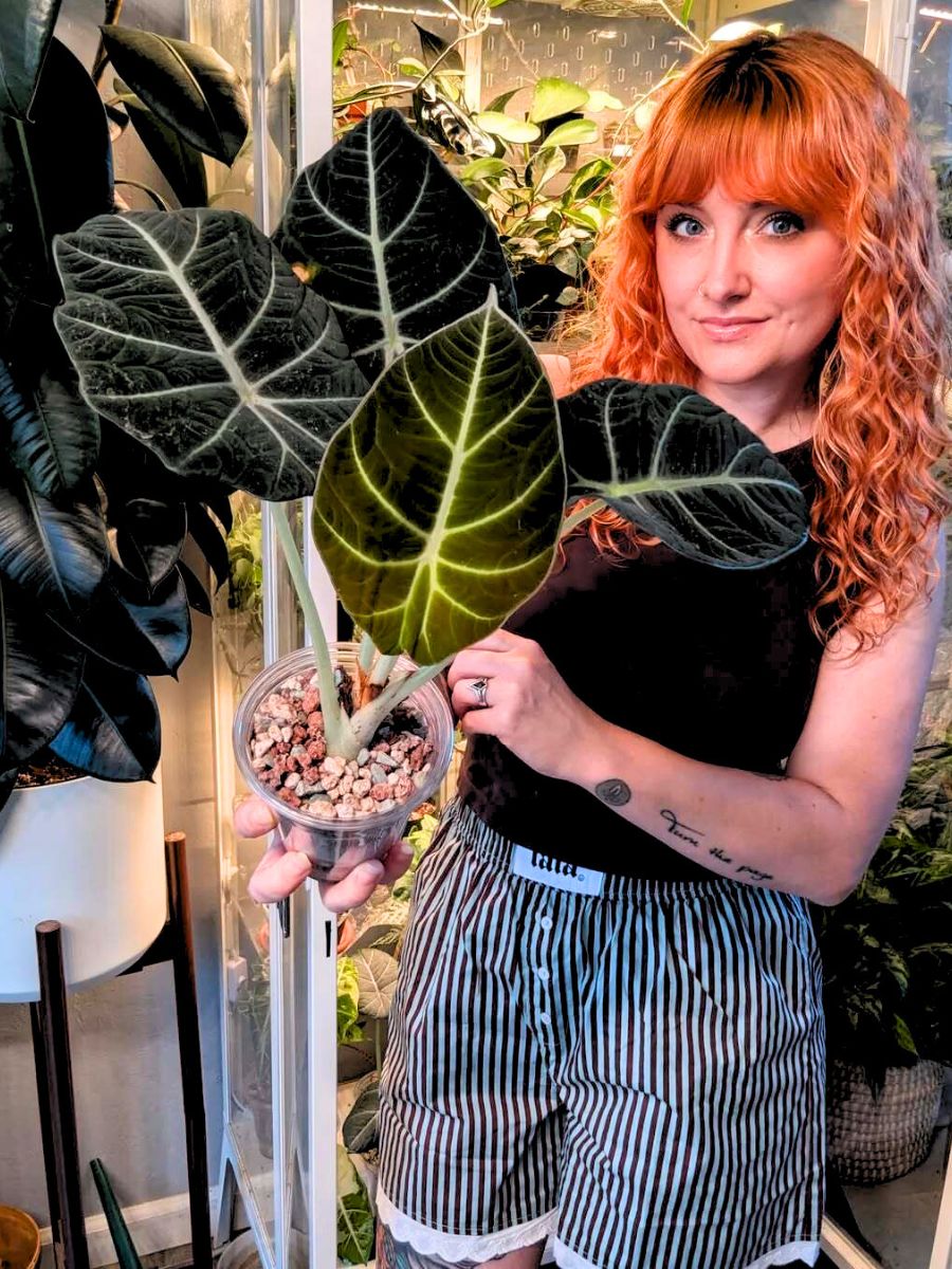 A girl with Alocasia Black houseplant A girl with Alocasia Black houseplant