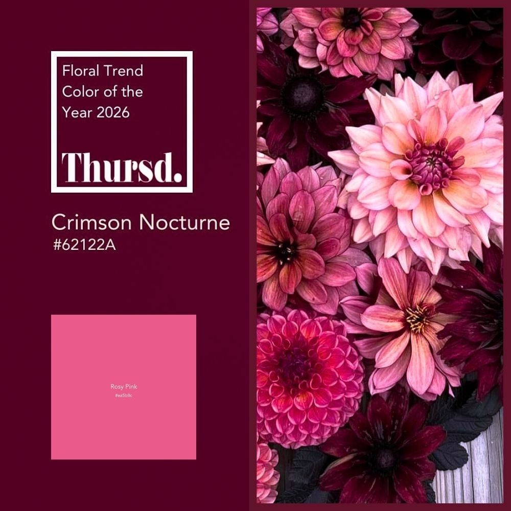 Crimson Nocturne With Rosy Pink Crimson Nocturne With Rosy Pink