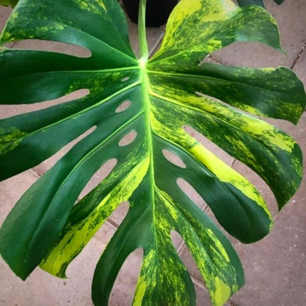 Max Snier - Monstera Aurea Variegata