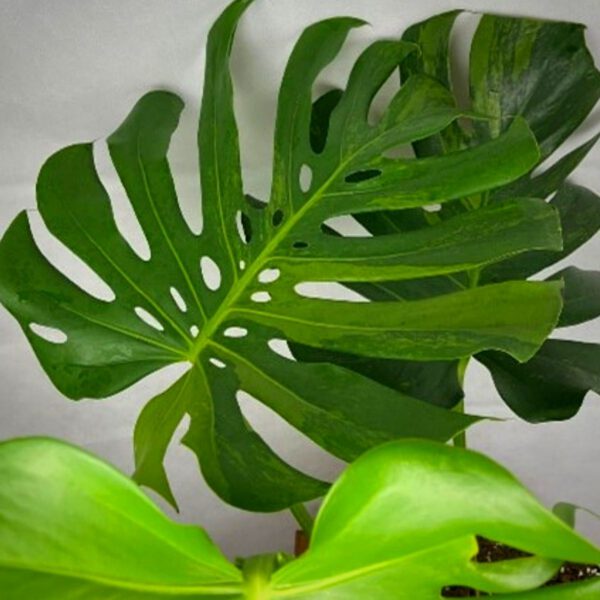 Monstera Sport