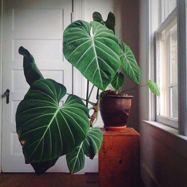 Philodendron Gloriosum