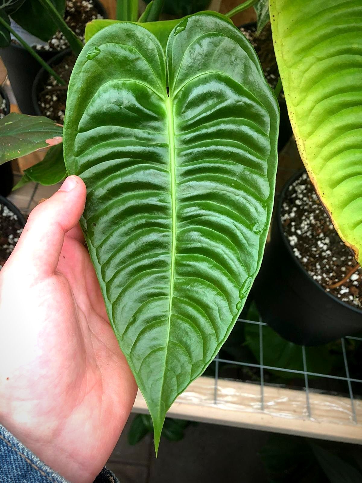 Anthurium Veitchii