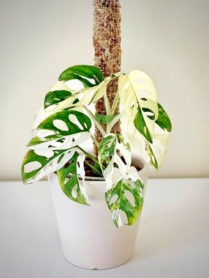 Monstera Adansonii Variegata Archipelago