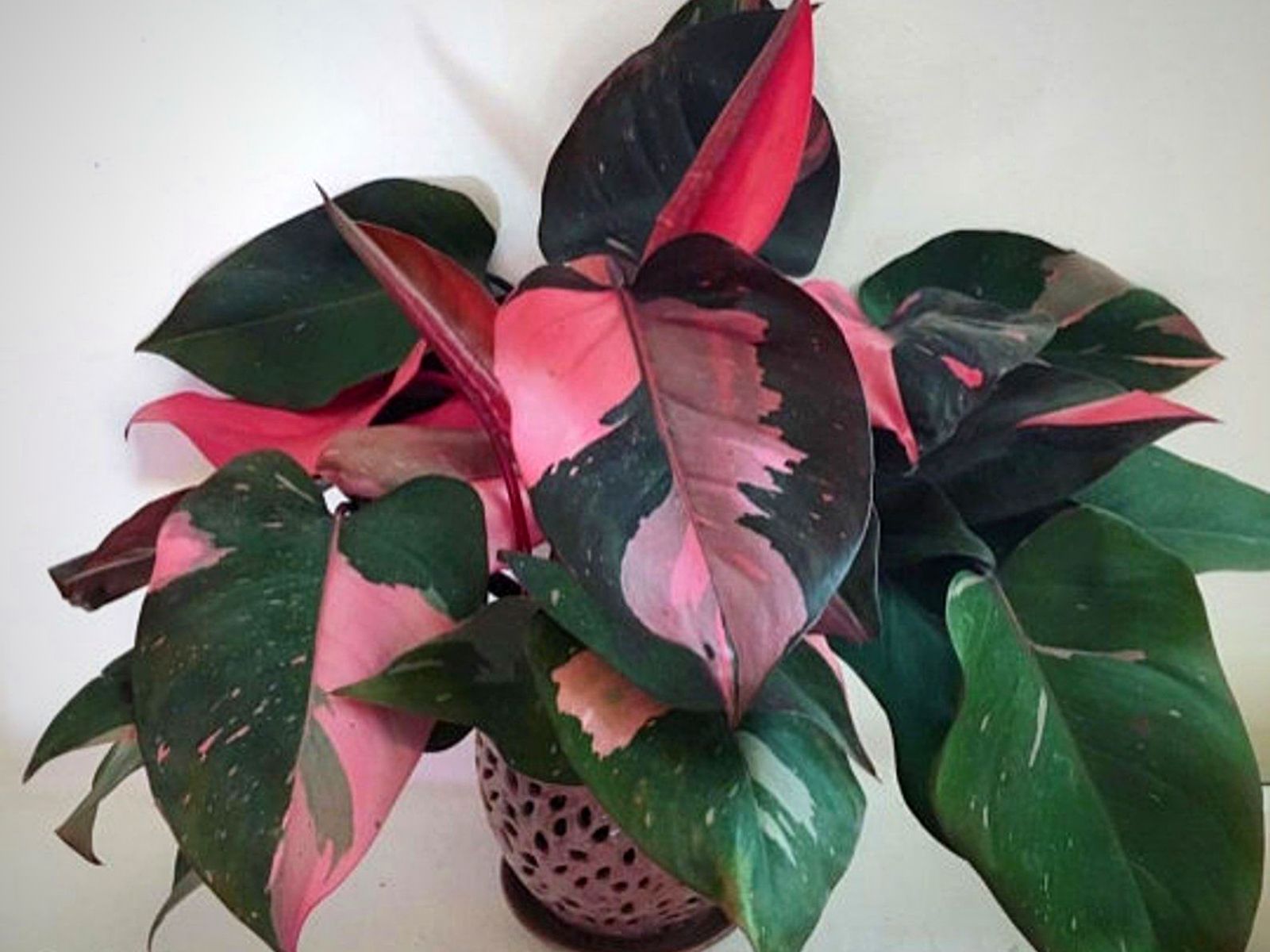 Philodendron Pink Princess
