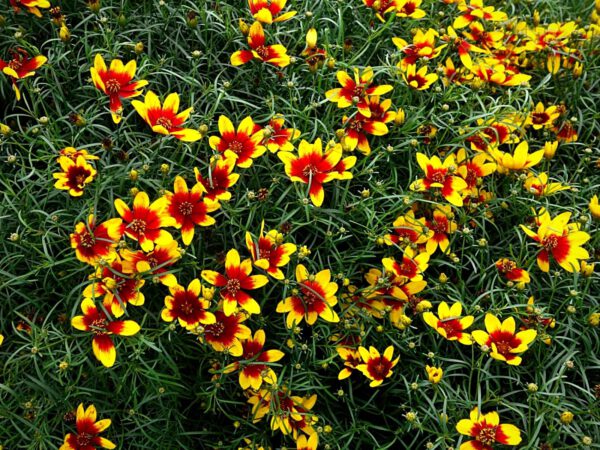 Captivating Perennials - Blog on Thursd - Vaughn Fletcher (5)