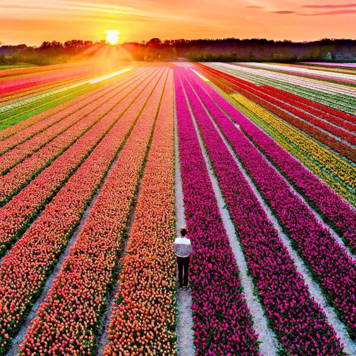 Netherlands tulips featured.jpg Netherlands tulips featured.jpg